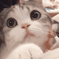 doudoucc