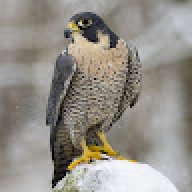 Mr.Falcon