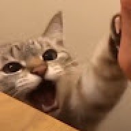 ycdbscks