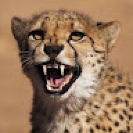 Mr_Cheetah