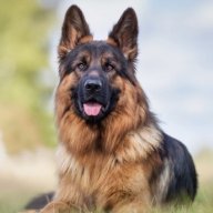 germanshepherdtshirt