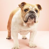 bulldogteeshirt