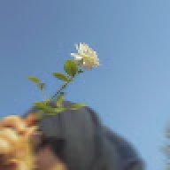 mimii._