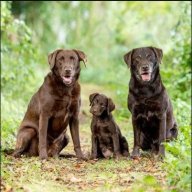 labradorretrievertsh