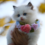 ashar 344555