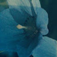 FloraAlto