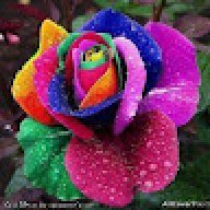roselle