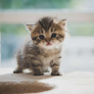 catsfor1