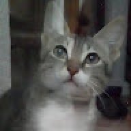 Billel