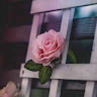 rose vhh