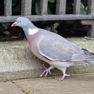 GooseMathium
