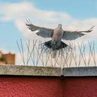 birdspikes