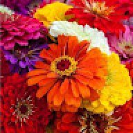 zinnia.xx