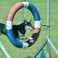 dogobediencetrainerc