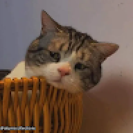 Felix7986