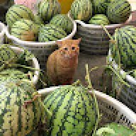 azeekial