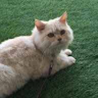 Jeremythecatt