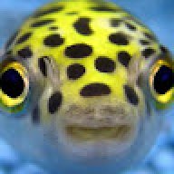 tompuffer