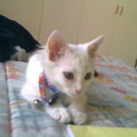 meowmix1995