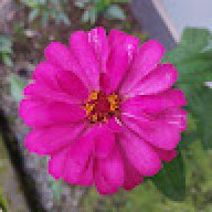Zinnia Mint