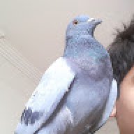 ameer hmaza