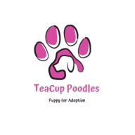 teacuppoodle33