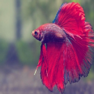 dreamfish59