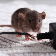 mypestprofessionals