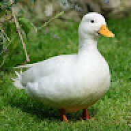 Uiukiikk