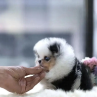 mixesteacuppuppies2