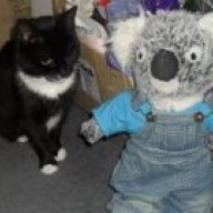 kennykoalabear